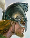 Aldarion profilkép